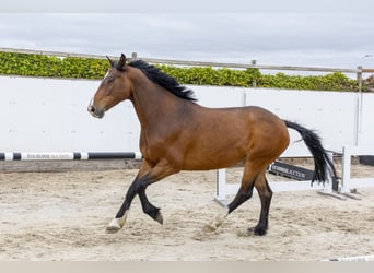 Caballo de Holstein, Caballo castrado, 5 años, 160 cm, Castaño