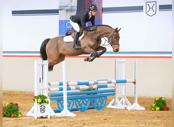 Caballo de Holstein, Caballo castrado, 5 años, 160 cm, Castaño oscuro