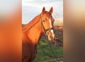 Caballo de Holstein, Caballo castrado, 5 años, 162 cm, Alazán