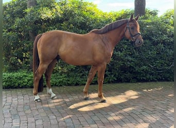 Caballo de Holstein, Caballo castrado, 5 años, 162 cm, Alazán