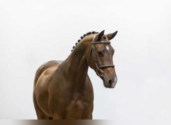 Caballo de Holstein Mestizo, Caballo castrado, 5 años, 162 cm, Castaño