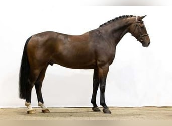 Caballo de Holstein Mestizo, Caballo castrado, 5 años, 162 cm, Castaño