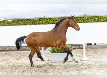 Caballo de Holstein, Caballo castrado, 5 años, 162 cm, Castaño