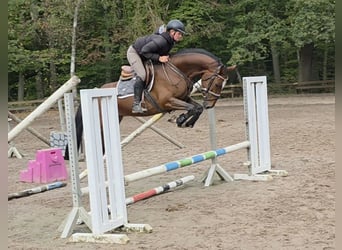 Caballo de Holstein, Caballo castrado, 5 años, 162 cm, Castaño oscuro