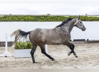Caballo de Holstein, Caballo castrado, 5 años, 162 cm, Tordo