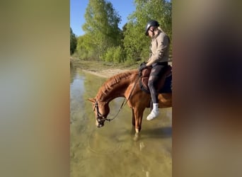 Caballo de Holstein, Caballo castrado, 5 años, 163 cm, Alazán-tostado