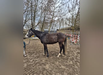 Caballo de Holstein, Caballo castrado, 5 años, 163 cm, Tordillo negro