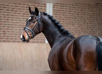 Caballo de Holstein, Caballo castrado, 5 años, 164 cm, Castaño