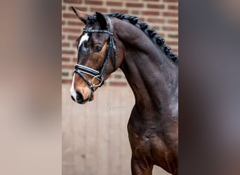 Caballo de Holstein, Caballo castrado, 5 años, 164 cm, Castaño