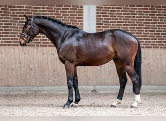 Caballo de Holstein, Caballo castrado, 5 años, 164 cm, Castaño