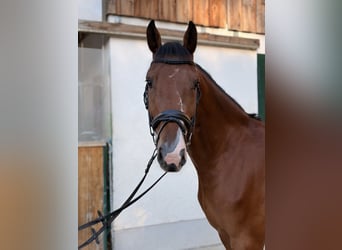 Caballo de Holstein, Caballo castrado, 5 años, 164 cm, Castaño