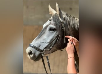 Caballo de Holstein, Caballo castrado, 5 años, 164 cm, Tordillo negro