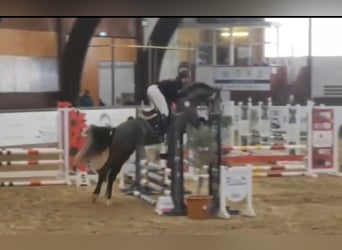 Caballo de Holstein, Caballo castrado, 5 años, 164 cm, Tordillo negro