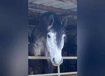 Caballo de Holstein, Caballo castrado, 5 años, 164 cm, Tordillo negro