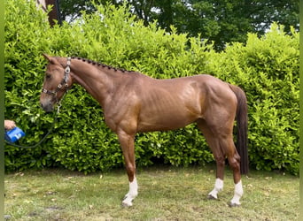 Caballo de Holstein, Caballo castrado, 5 años, 165 cm, Alazán