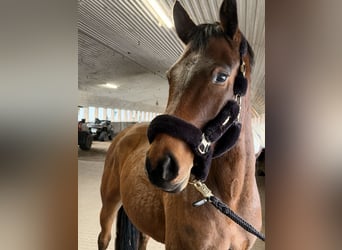 Caballo de Holstein, Caballo castrado, 5 años, 165 cm, Castaño
