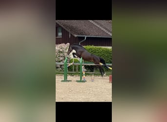 Caballo de Holstein, Caballo castrado, 5 años, 165 cm, Castaño oscuro