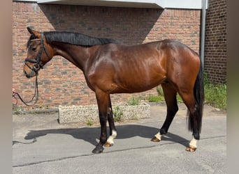 Caballo de Holstein, Caballo castrado, 5 años, 165 cm, Castaño oscuro