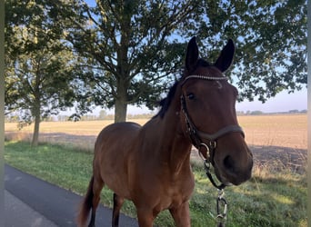 Caballo de Holstein, Caballo castrado, 5 años, 165 cm, Castaño oscuro