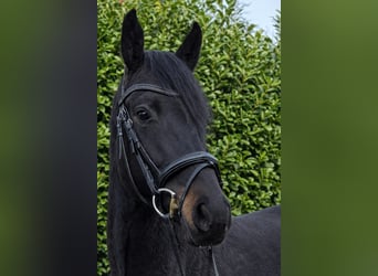 Caballo de Holstein, Caballo castrado, 5 años, 165 cm, Morcillo