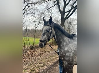 Caballo de Holstein, Caballo castrado, 5 años, 165 cm, Tordo