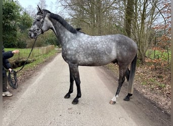 Caballo de Holstein, Caballo castrado, 5 años, 165 cm, Tordo