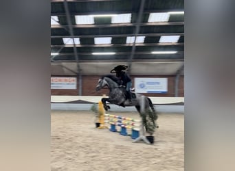 Caballo de Holstein, Caballo castrado, 5 años, 165 cm, Tordo