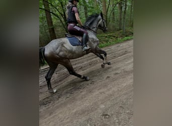 Caballo de Holstein, Caballo castrado, 5 años, 165 cm, Tordo