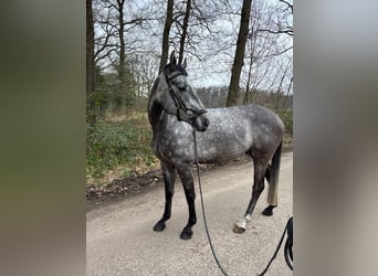 Caballo de Holstein, Caballo castrado, 5 años, 165 cm, Tordo