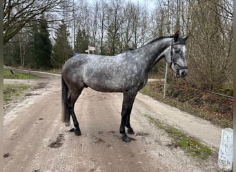 Caballo de Holstein, Caballo castrado, 5 años, 165 cm, Tordo