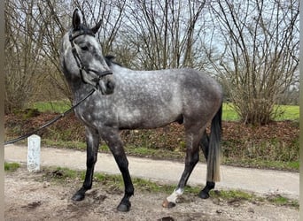 Caballo de Holstein, Caballo castrado, 5 años, 165 cm, Tordo