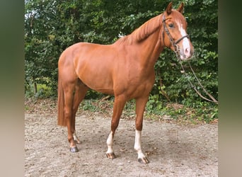 Caballo de Holstein, Caballo castrado, 5 años, 166 cm, Alazán