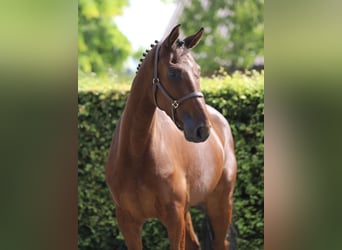 Caballo de Holstein, Caballo castrado, 5 años, 166 cm, Castaño
