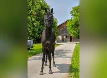 Caballo de Holstein, Caballo castrado, 5 años, 166 cm, Negro