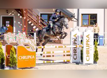 Caballo de Holstein, Caballo castrado, 5 años, 166 cm, Tordo rodado