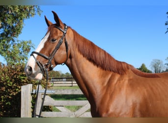 Caballo de Holstein, Caballo castrado, 5 años, 167 cm, Alazán