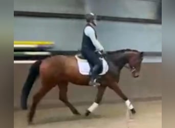 Caballo de Holstein, Caballo castrado, 5 años, 167 cm, Castaño