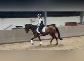 Caballo de Holstein, Caballo castrado, 5 años, 167 cm, Castaño