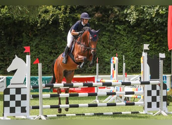 Caballo de Holstein, Caballo castrado, 5 años, 167 cm, Castaño