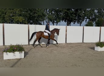 Caballo de Holstein, Caballo castrado, 5 años, 167 cm, Castaño