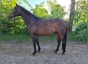 Caballo de Holstein, Caballo castrado, 5 años, 167 cm, Castaño oscuro