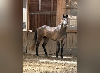 Caballo de Holstein, Caballo castrado, 5 años, 167 cm, Musgo