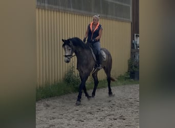 Caballo de Holstein, Caballo castrado, 5 años, 167 cm, Musgo