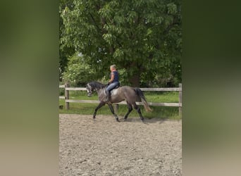 Caballo de Holstein, Caballo castrado, 5 años, 167 cm, Musgo