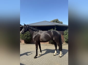 Caballo de Holstein, Caballo castrado, 5 años, 167 cm, Negro