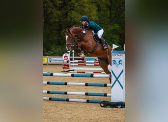 Caballo de Holstein, Caballo castrado, 5 años, 168 cm, Alazán