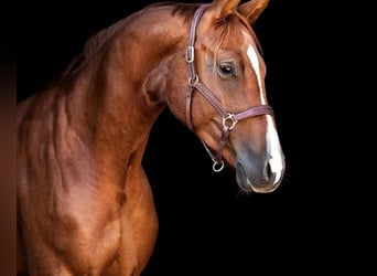 Caballo de Holstein, Caballo castrado, 5 años, 168 cm, Alazán