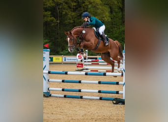 Caballo de Holstein, Caballo castrado, 5 años, 168 cm, Alazán