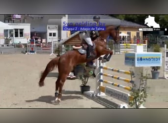 Caballo de Holstein, Caballo castrado, 5 años, 168 cm, Alazán