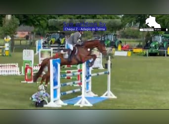 Caballo de Holstein, Caballo castrado, 5 años, 168 cm, Alazán